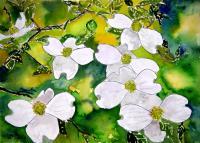 Art Of Derek Mccrea - Dogwood Tree Flowers - Water Color
